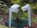 kakapo sass gets his supplementary food from a feeding station